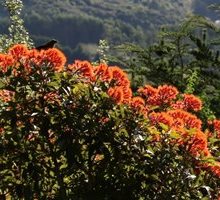 Flowers in Autumn at Larnach Castle, Larnach Castle