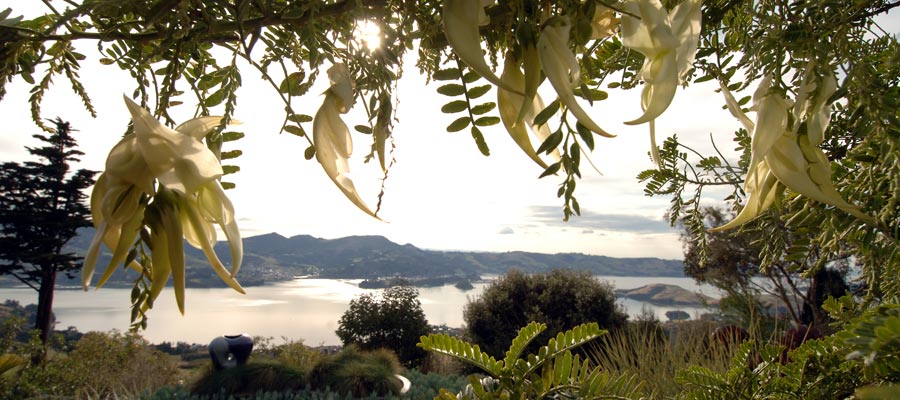 Larnach Castle gardens