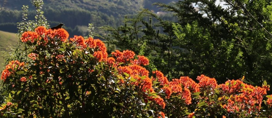 Flowers in Autumn at Larnach Castle