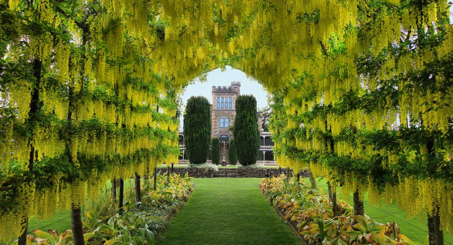 Crafting the Laburnum at Larnach Castle
